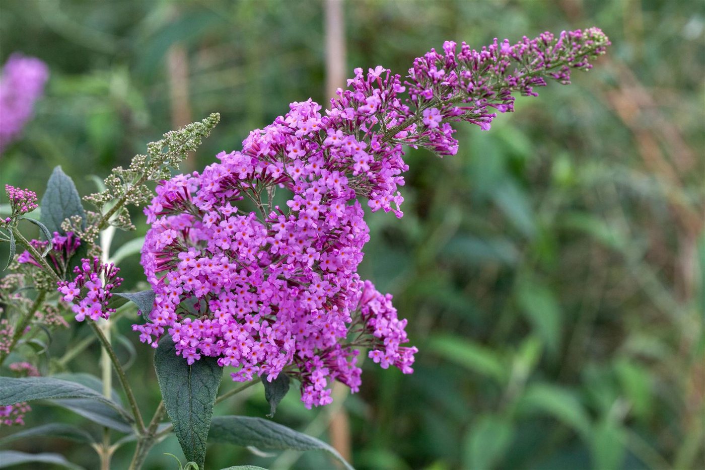 Pflanzen für Dich Gehölze Buddleja davidii Pink Delight, 1 St., Schmetterlingsflieder, Sommerflieder Bild 5