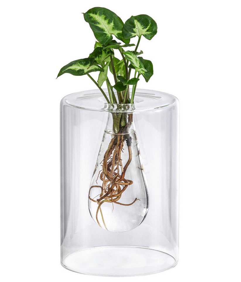 Dehner Zimmerpflanze Wasserpflanze Waterplant Pfeilblatt, Purpurtute, im Glas, Syngonium podophyllum Arrow, Wasserpflanze im Glas