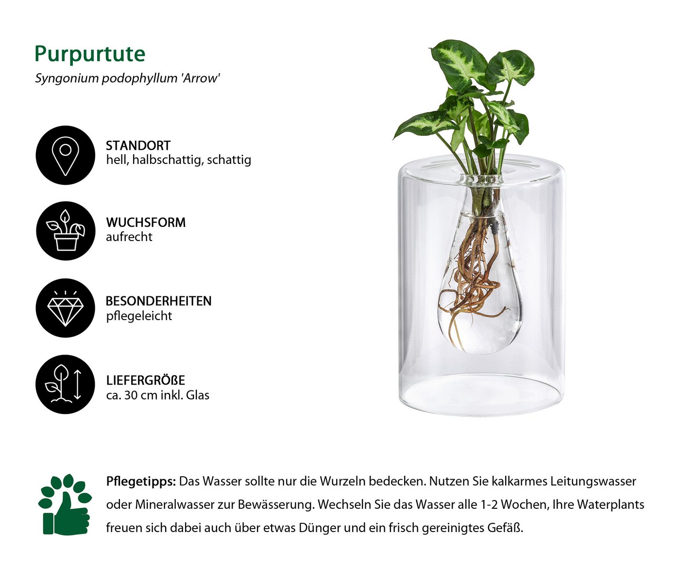 Dehner Zimmerpflanze Wasserpflanze Waterplant Pfeilblatt, Purpurtute, im Glas, Syngonium podophyllum Arrow, Wasserpflanze im Glas Bild 3