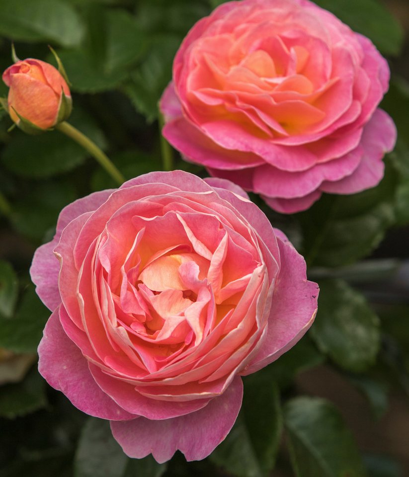 Dehner Rose Edelrose Dornburger Schlossrose, Rosa-hybride, großblütige duftende rosa-gelbe Blüten, Züchter Tantau