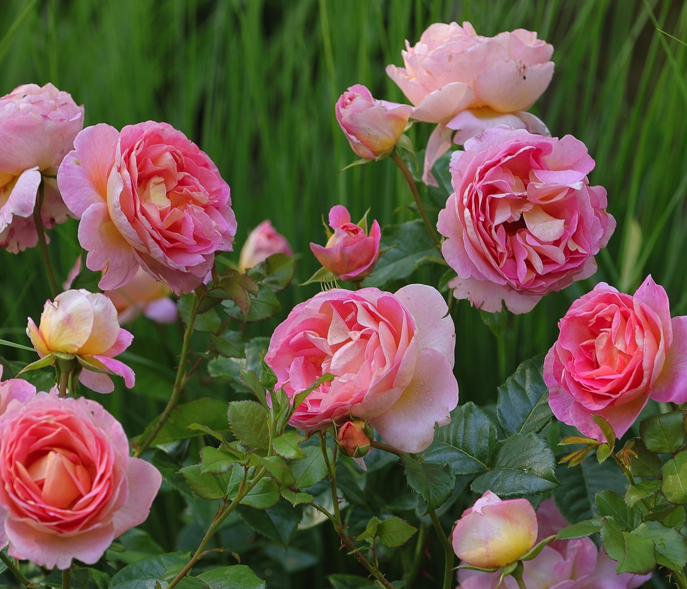 Dehner Rose Edelrose Dornburger Schlossrose, Rosa-hybride, großblütige duftende rosa-gelbe Blüten, Züchter Tantau Bild 2