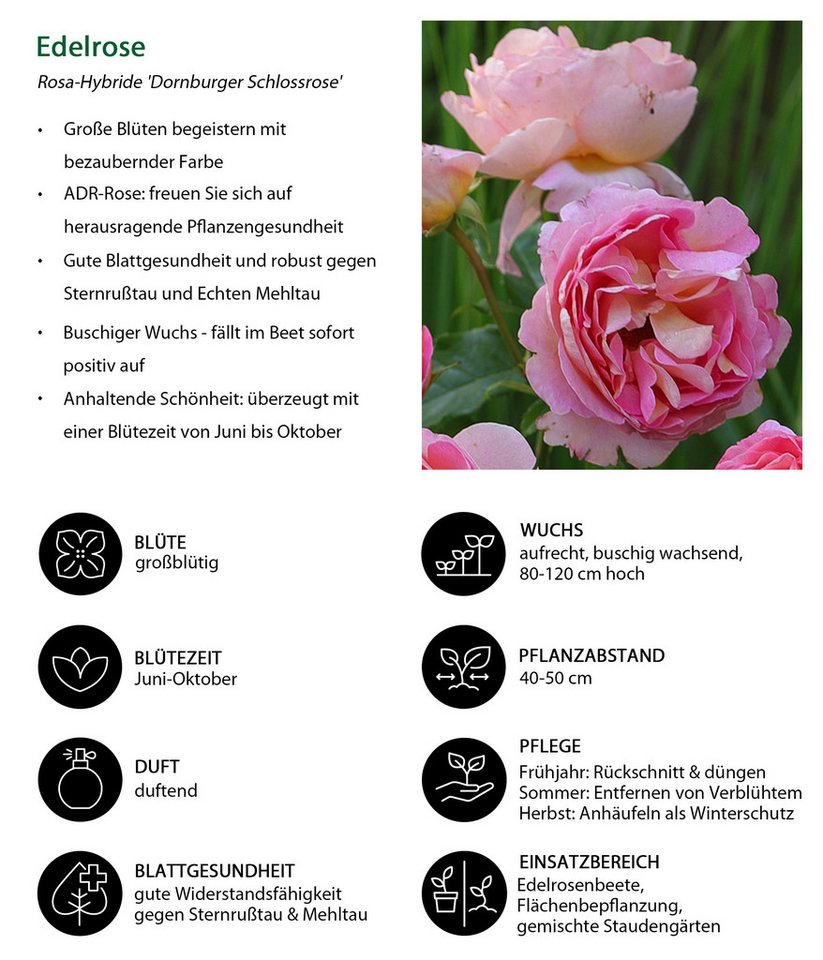 Dehner Rose Edelrose Dornburger Schlossrose, Rosa-hybride, großblütige duftende rosa-gelbe Blüten, Züchter Tantau Bild 3
