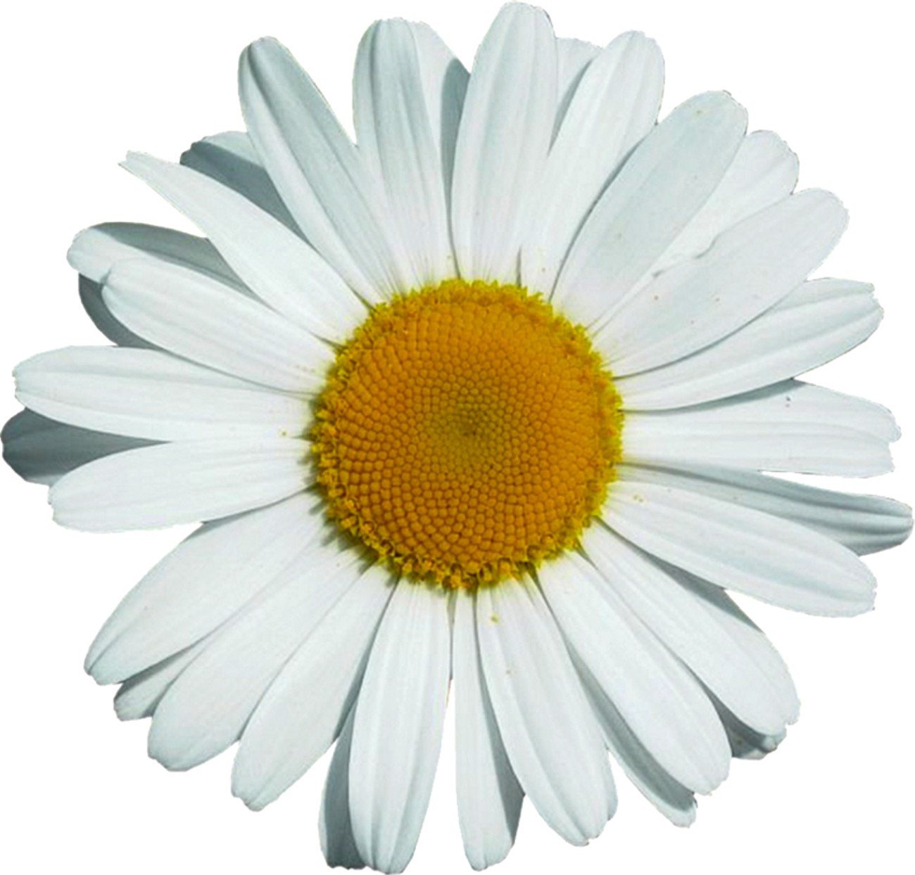Hermann Schütz Aufkleber Aufkleber Margeritenblüte 300 x 300 mm Bild 3
