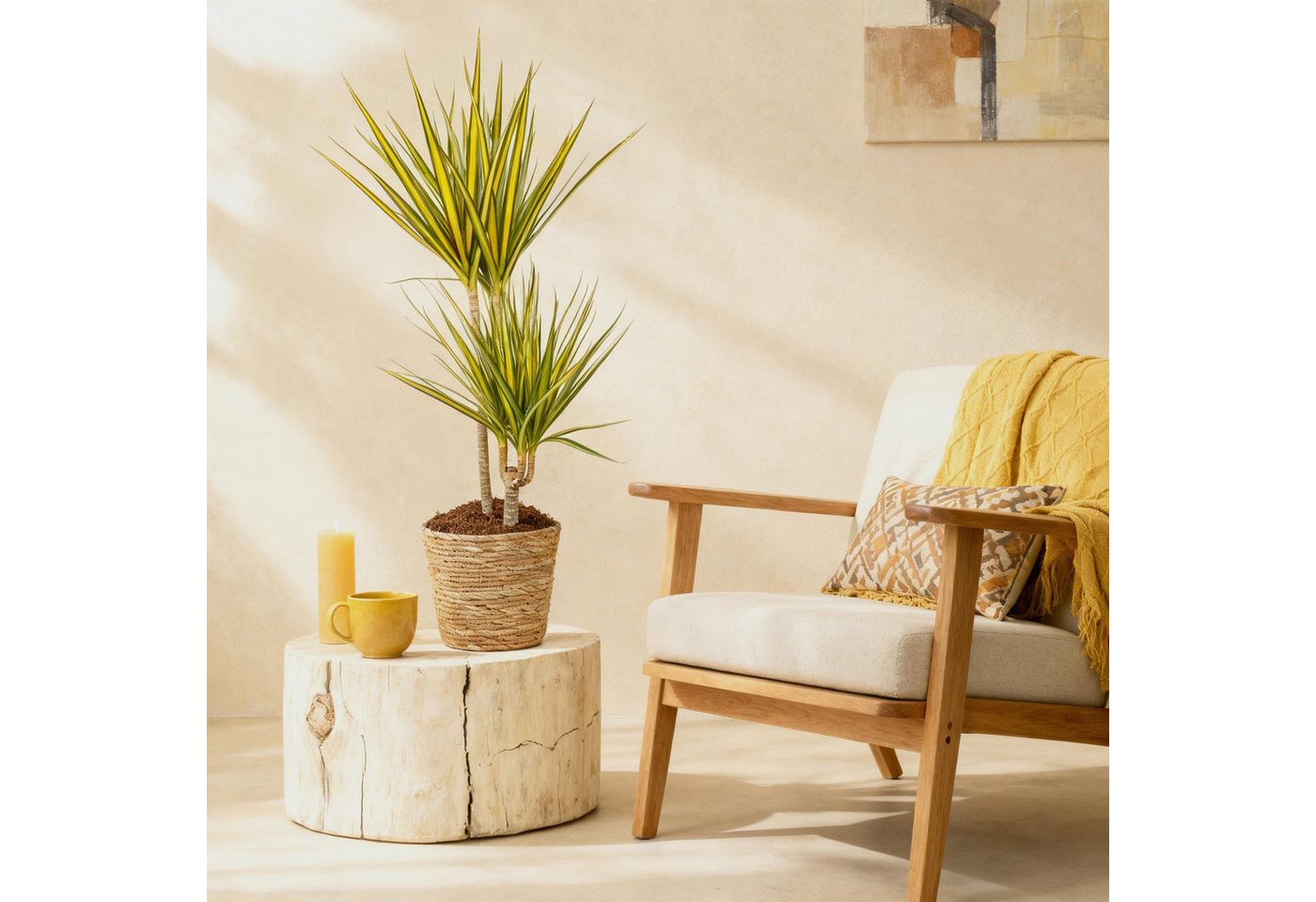Florora Zimmerpflanze Dracaena Sunray - Drachenbaum - 100 cm – Topf 21 cm