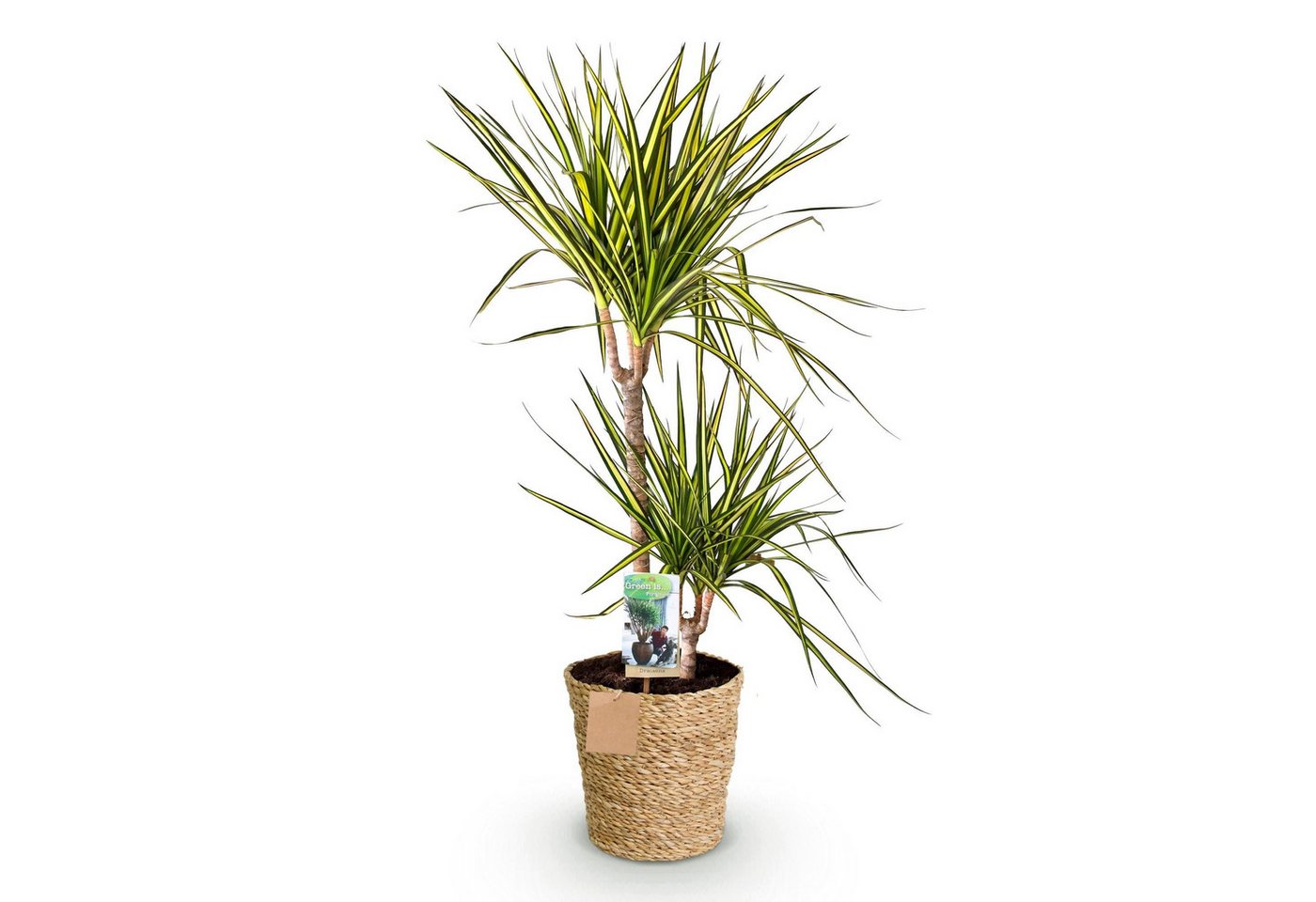 Florora Zimmerpflanze Dracaena Sunray - Drachenbaum - 100 cm – Topf 21 cm Bild 2