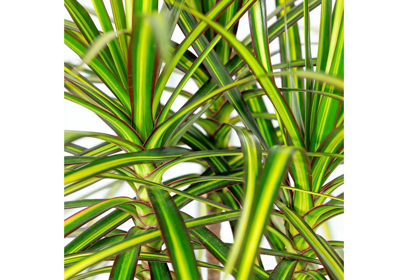 Florora Zimmerpflanze Dracaena Sunray - Drachenbaum - 100 cm – Topf 21 cm Bild 3