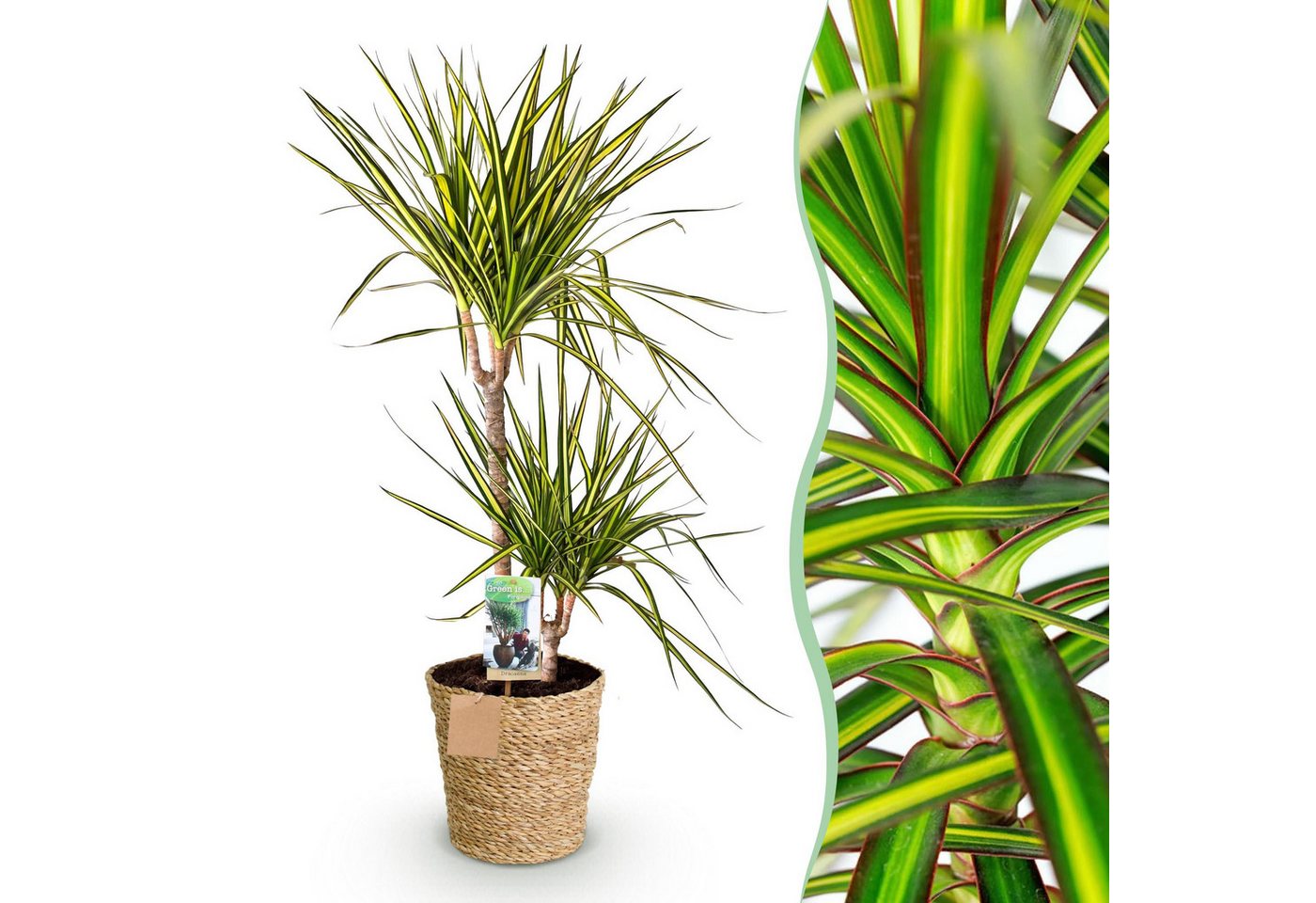 Florora Zimmerpflanze Dracaena Sunray - Drachenbaum - 100 cm – Topf 21 cm Bild 4