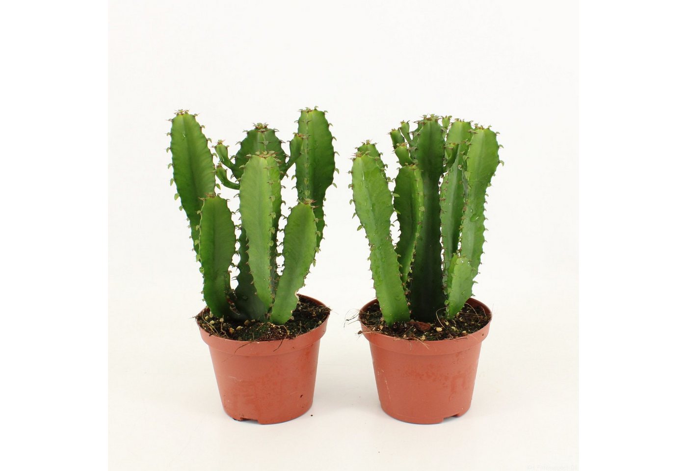 meinvipshop Zimmerpflanze Wolfsmilch Euphorbia 2er Set 30cm