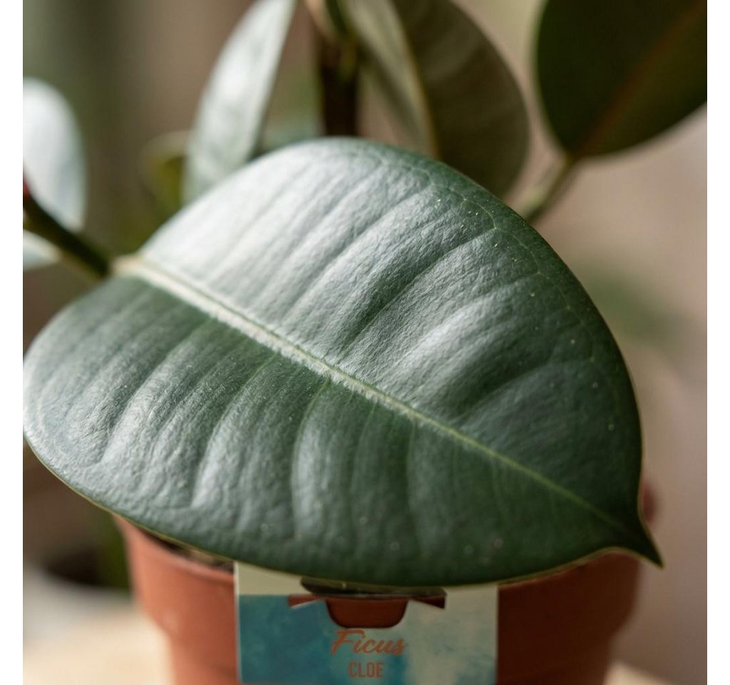 Florora Zimmerpflanze Ficus Elastica - 65 cm – Topf 19 cm