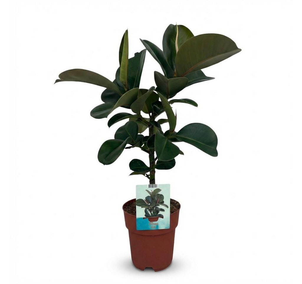 Florora Zimmerpflanze Ficus Elastica - 65 cm – Topf 19 cm Bild 2
