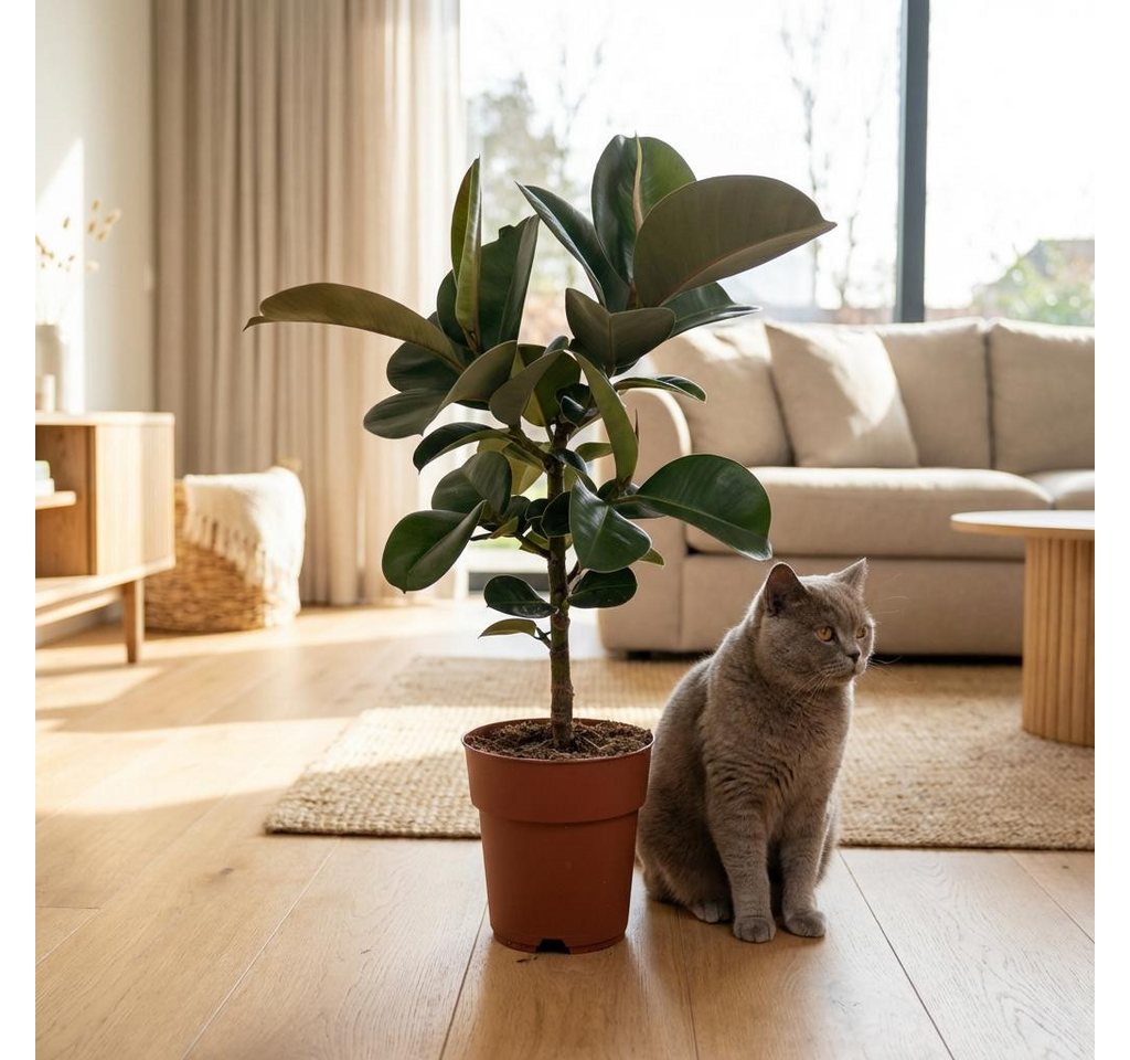 Florora Zimmerpflanze Ficus Elastica - 65 cm – Topf 19 cm Bild 3