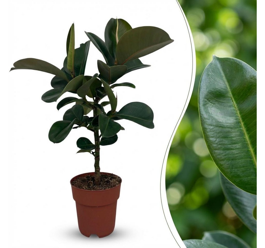 Florora Zimmerpflanze Ficus Elastica - 65 cm – Topf 19 cm Bild 4