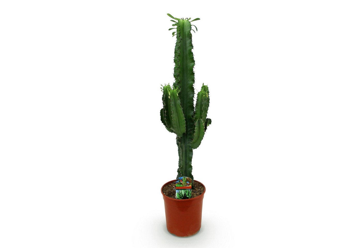 Florora Zimmerpflanze Euphorbia - Wolfsmilch - 70 cm – Topf 19 cm