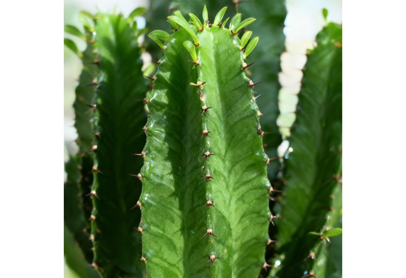 Florora Zimmerpflanze Euphorbia - Wolfsmilch - 70 cm – Topf 19 cm Bild 3