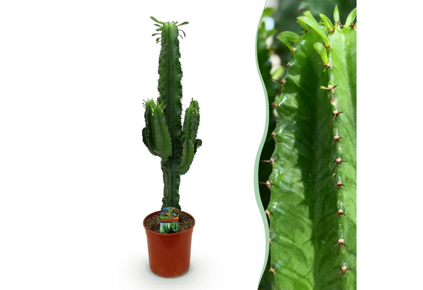 Florora Zimmerpflanze Euphorbia - Wolfsmilch - 70 cm – Topf 19 cm Bild 4