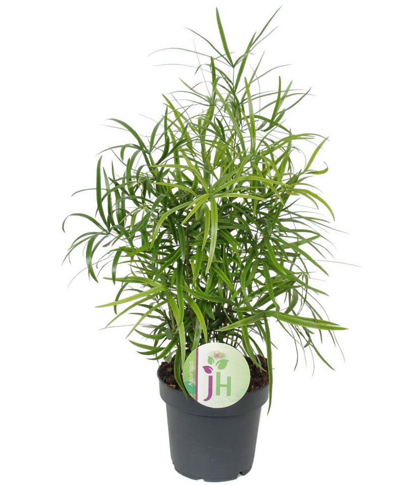 meinvipshop Zimmerpflanze Zierspargel Asparagus falcatus 2er Set
