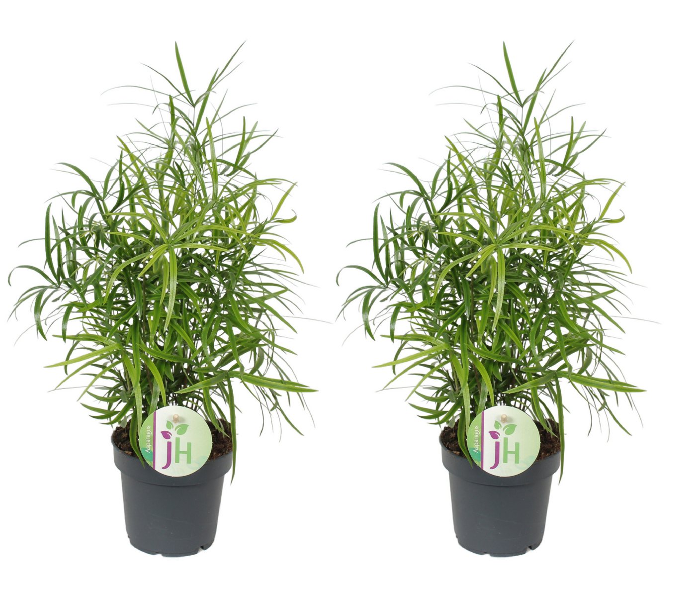 meinvipshop Zimmerpflanze Zierspargel Asparagus falcatus 2er Set Bild 2