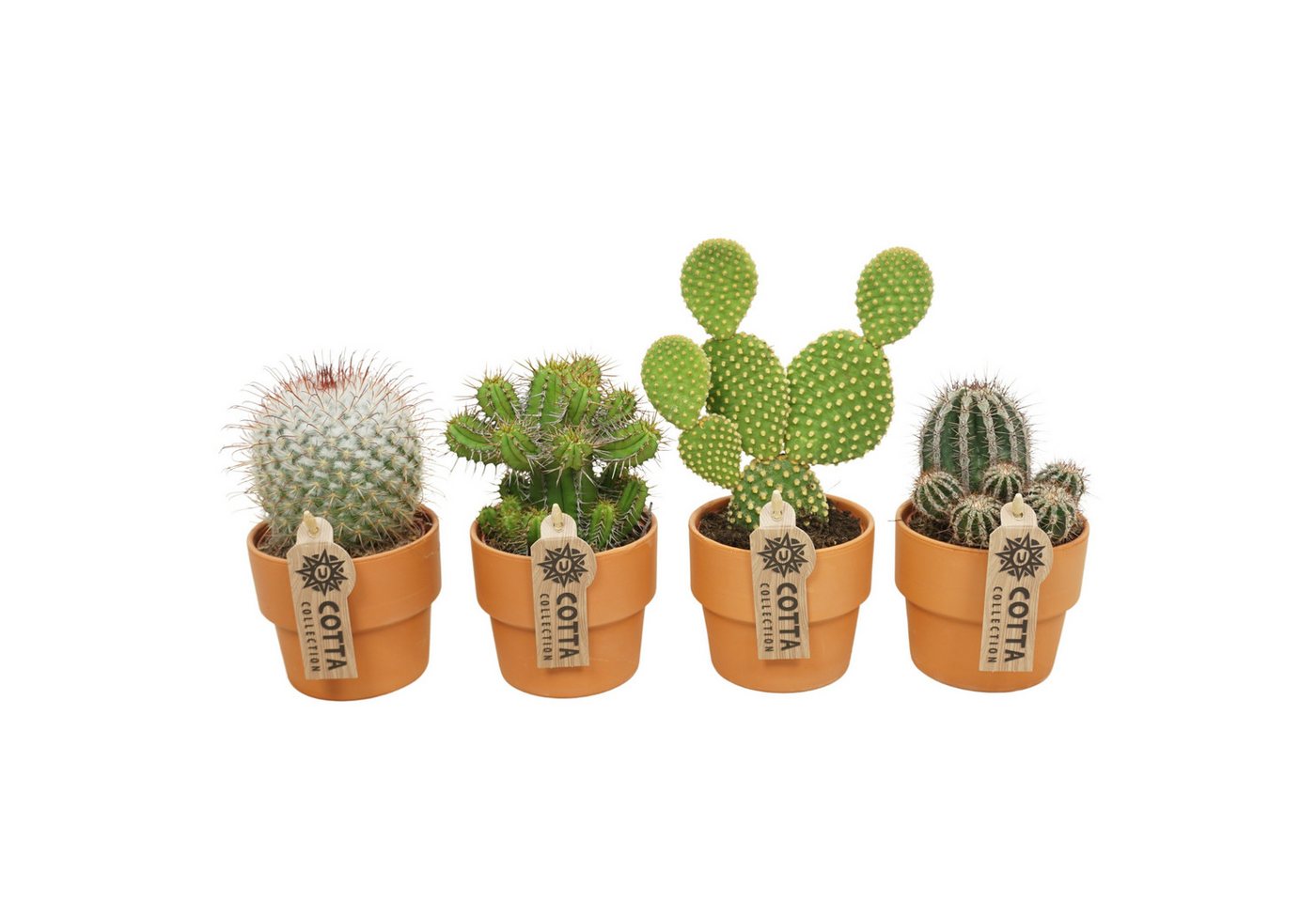 meinvipshop Kaktus Kakteen 4er Set mit Übertopf