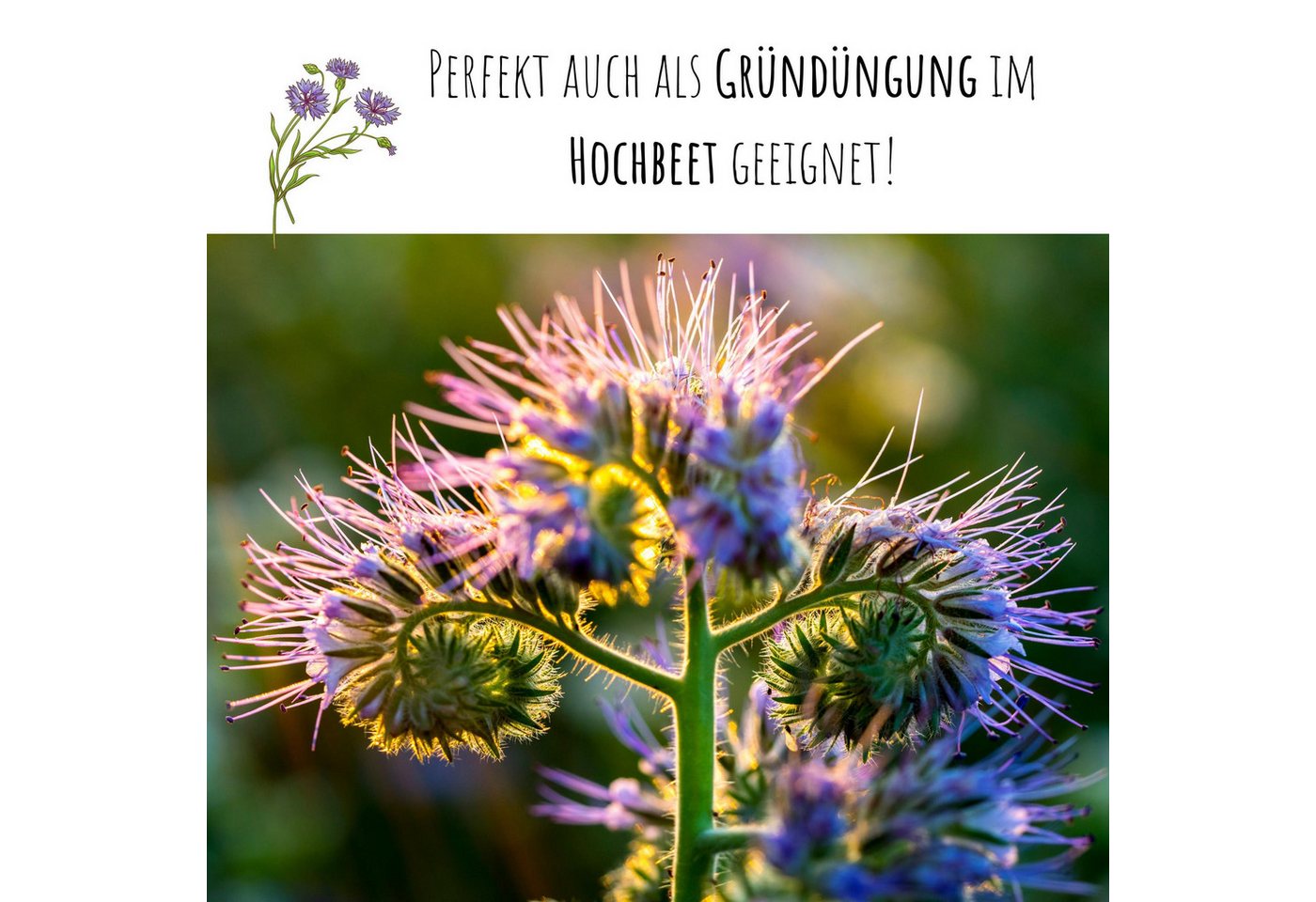 HappySeed Blumensamen Phacelia Samen Bienenfreund - Phacelia tanacetifolia, Blumen
