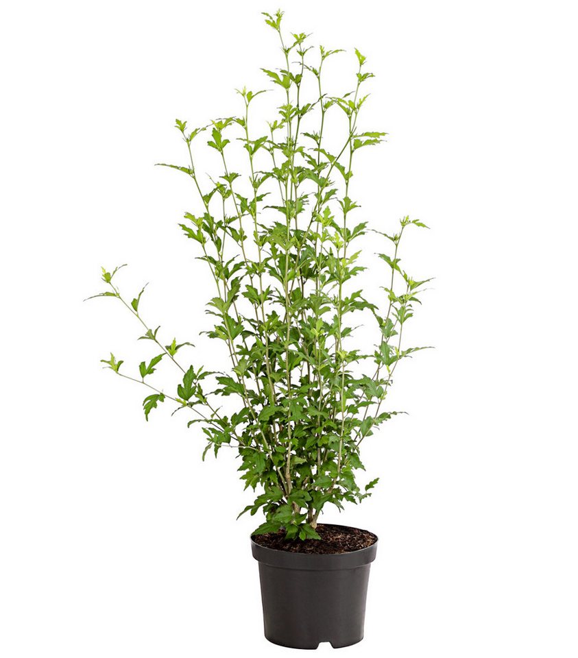 Dehner Zierstrauch Hibiscus China Chiffon, 40 - 50 cm, weiß-rosa, Garten-Eibisch, filigrane Blüten