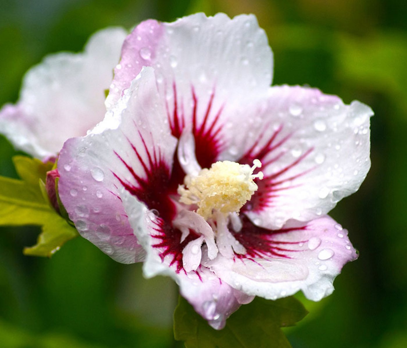 Dehner Zierstrauch Hibiscus China Chiffon, 40 - 50 cm, weiß-rosa, Garten-Eibisch, filigrane Blüten Bild 2