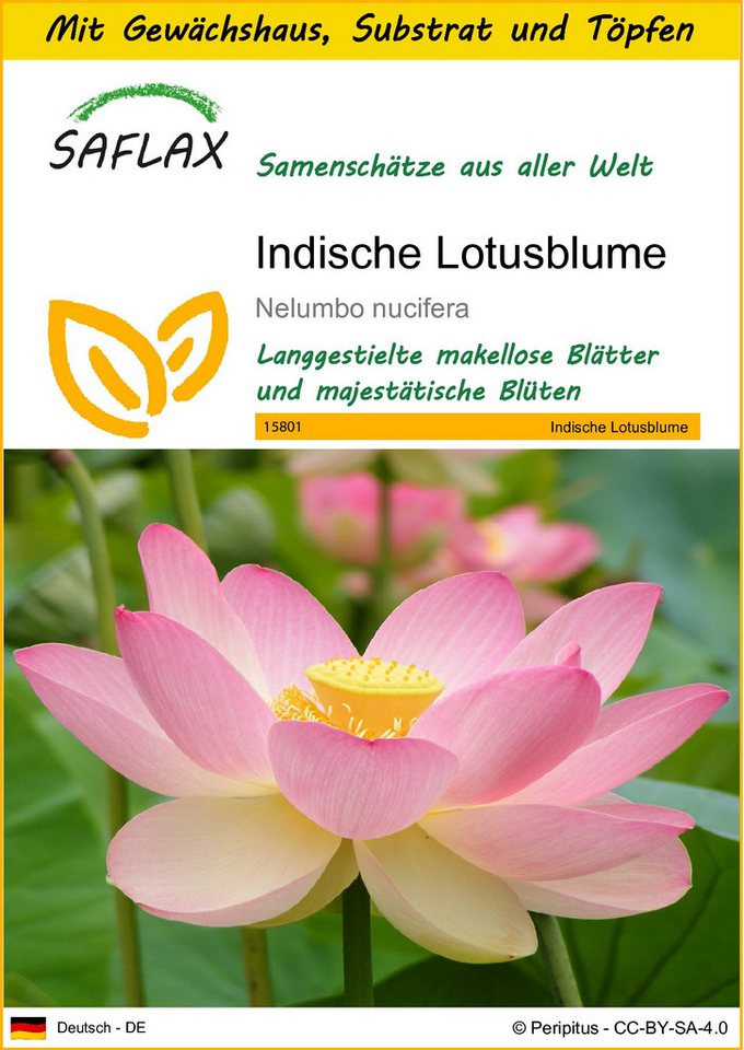 SAFLAX Blumensamen SAFLAX - Anzuchtset - Indische Lotusblume Bild 4