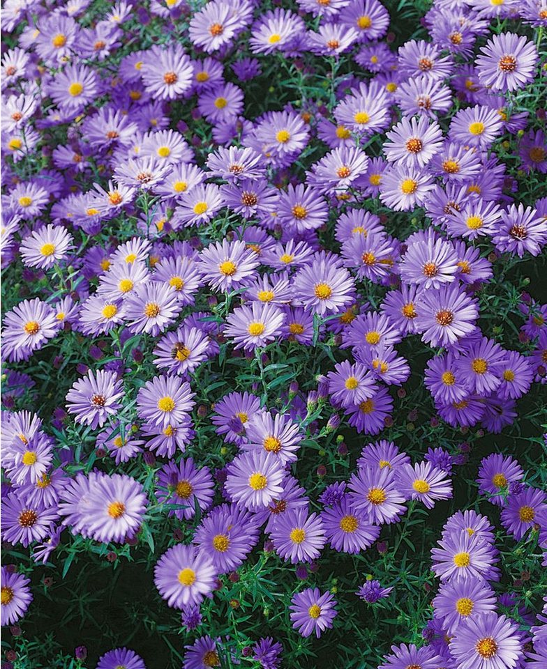Pflanzen für Dich Staude Aster dumosus Indigo, 1 St., Kissen-Aster, Herbstaster