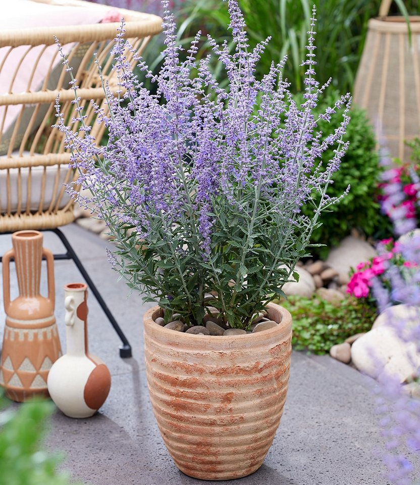 BALDUR Garten Zierstrauch Silberstrauch 'Prime Time®' im 2-Liter Containertopf, 1 St., Silberstrauch, winterhart, langblühend, trockenheitsverträglich Bild 2