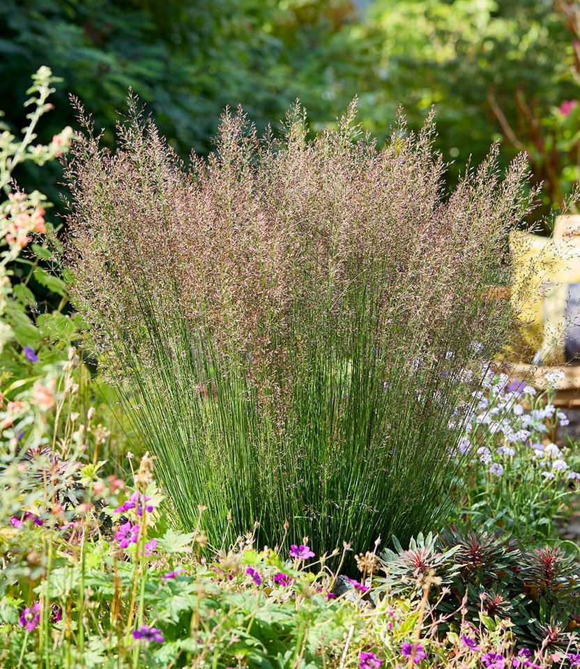 BALDUR Garten Gräser Blaues Pfeifengras 'Banshee®', 1 St., Pfeifengras, winterhart, langblühend, trockenheitsverträglich