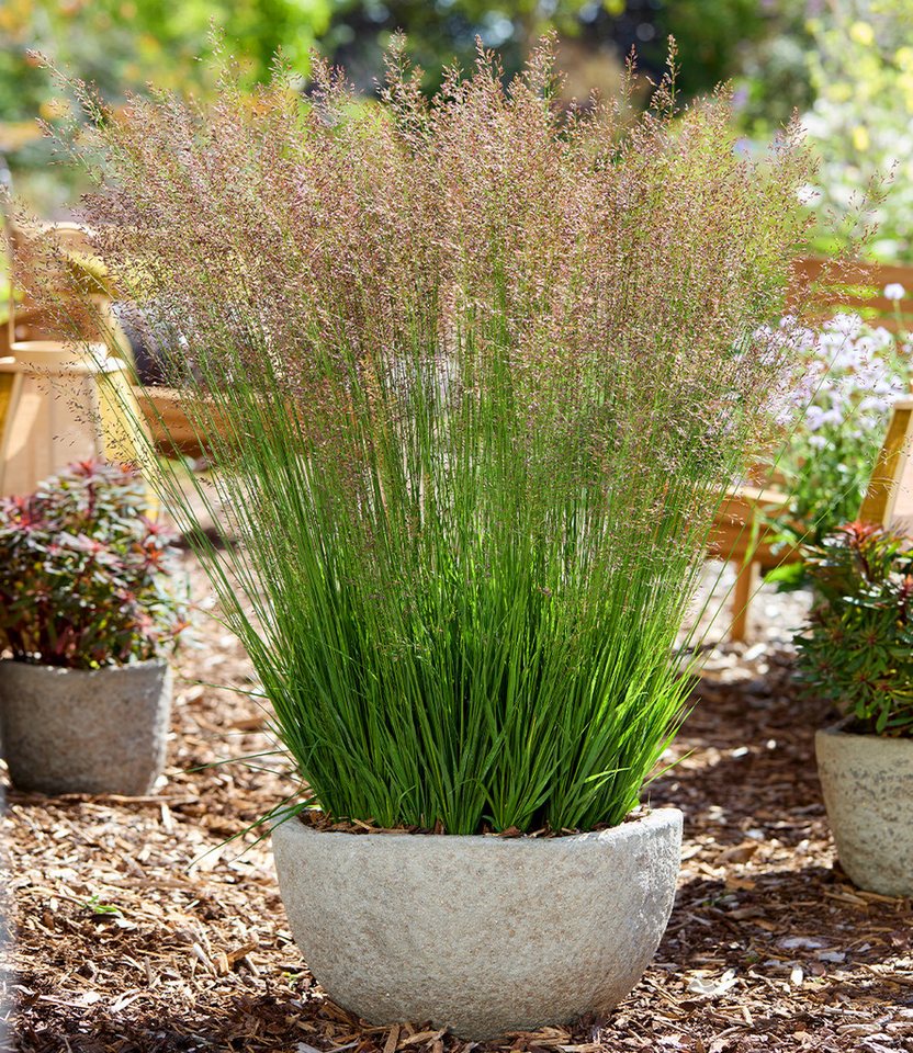 BALDUR Garten Gräser Blaues Pfeifengras 'Banshee®', 1 St., Pfeifengras, winterhart, langblühend, trockenheitsverträglich Bild 2