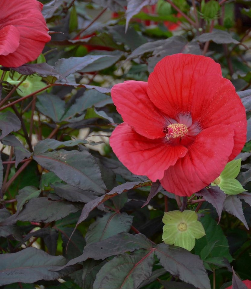 BALDUR Garten Zierstrauch Winterharter Hibiskus Summerific® Midnight Marvel, 2 St., Riesenhibiskus, großblütig, winterhart, mehrjährig