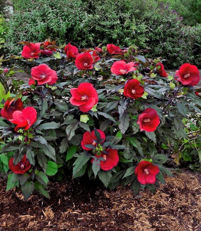 BALDUR Garten Zierstrauch Winterharter Hibiskus Summerific® Midnight Marvel, 2 St., Riesenhibiskus, großblütig, winterhart, mehrjährig Bild 2