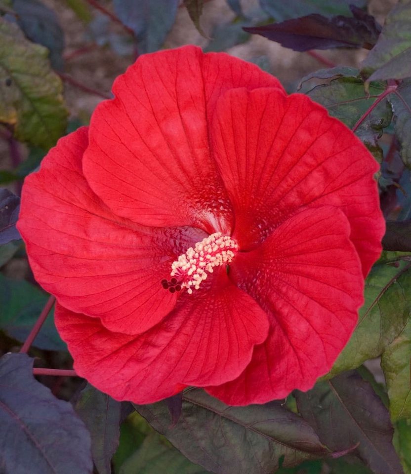BALDUR Garten Zierstrauch Winterharter Hibiskus Summerific® Midnight Marvel, 2 St., Riesenhibiskus, großblütig, winterhart, mehrjährig Bild 3