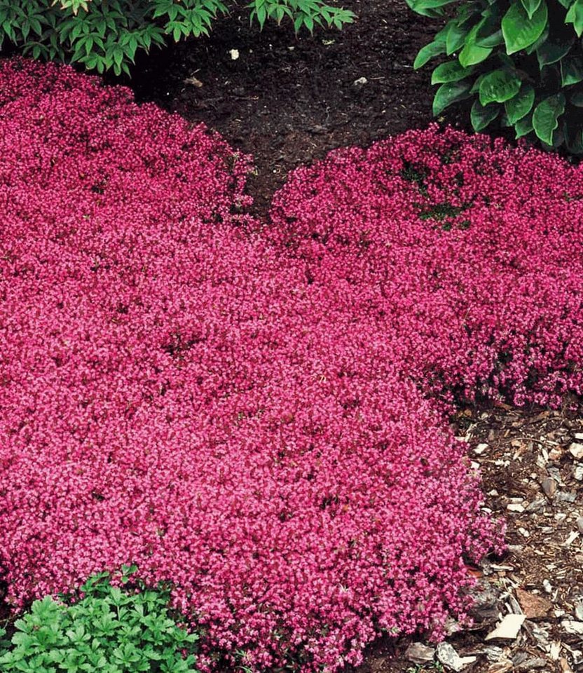 BALDUR Garten Bodendecker Bodendecker-Kollektion rosa und rot, 6 St., Bodendecker-thymian, immergrün, winterhart, mehrjährig, duftend