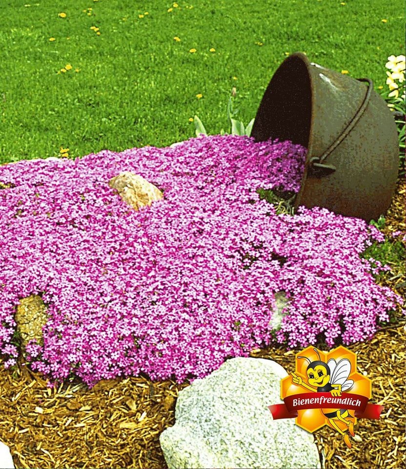 BALDUR Garten Bodendecker Bodendecker-Kollektion rosa und rot, 6 St., Bodendecker-thymian, immergrün, winterhart, mehrjährig, duftend Bild 2