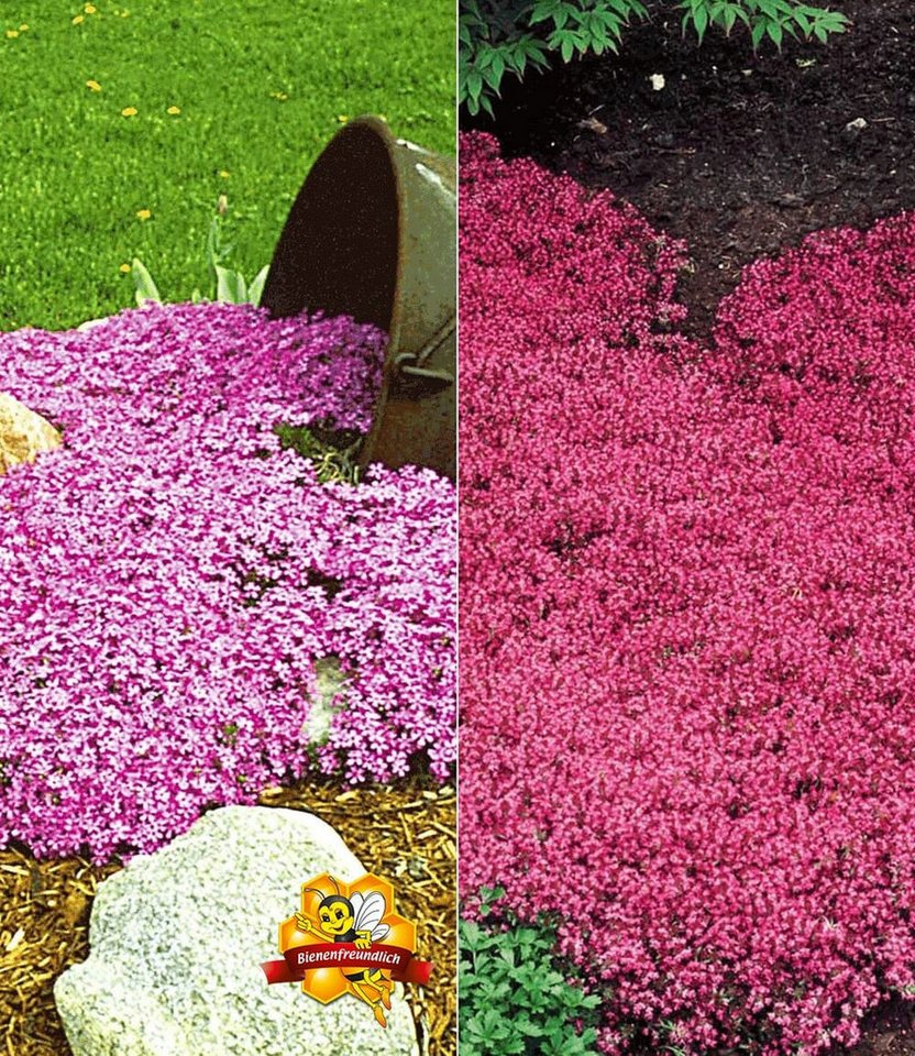 BALDUR Garten Bodendecker Bodendecker-Kollektion rosa und rot, 6 St., Bodendecker-thymian, immergrün, winterhart, mehrjährig, duftend Bild 3