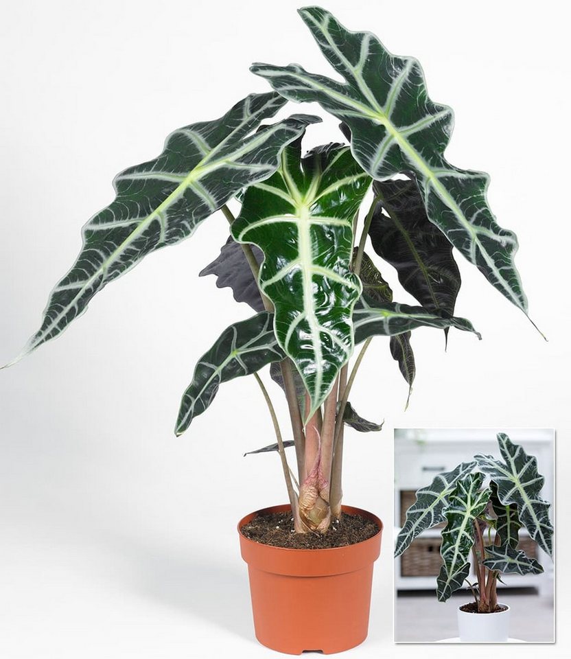 BALDUR Garten Zimmerpflanze Alocasia Polly, 1 St., Aronstabgewächs, pflegeleicht