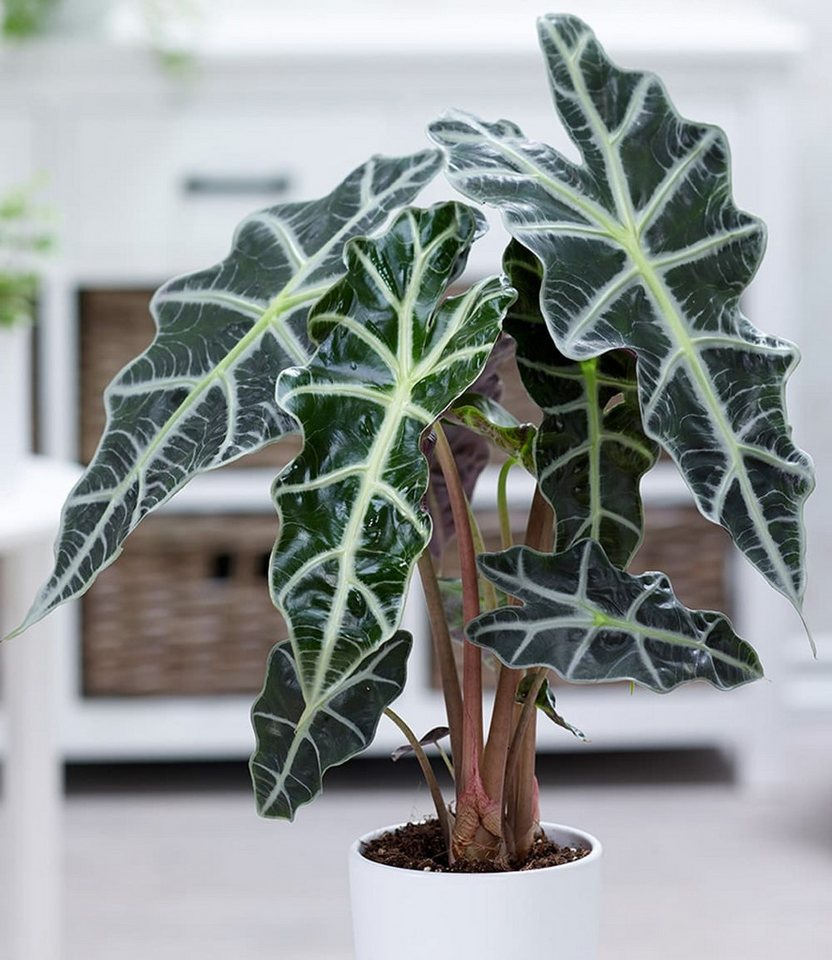 BALDUR Garten Zimmerpflanze Alocasia Polly, 1 St., Aronstabgewächs, pflegeleicht Bild 2