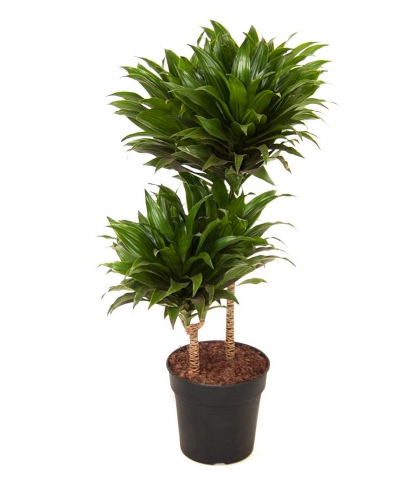 BALDUR Garten Zimmerpflanze Dracena 'Compacta' ca. 55 cm hoch, 1 St., Zimmerpflanze, pflegeleicht