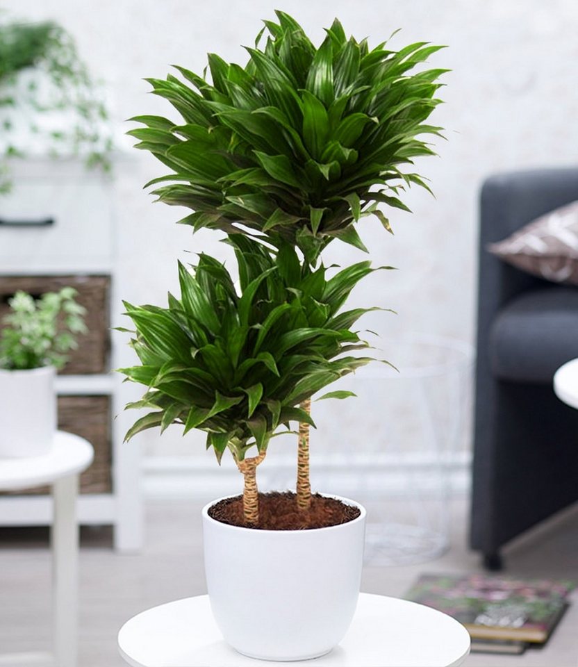 BALDUR Garten Zimmerpflanze Dracena 'Compacta' ca. 55 cm hoch, 1 St., Zimmerpflanze, pflegeleicht Bild 2
