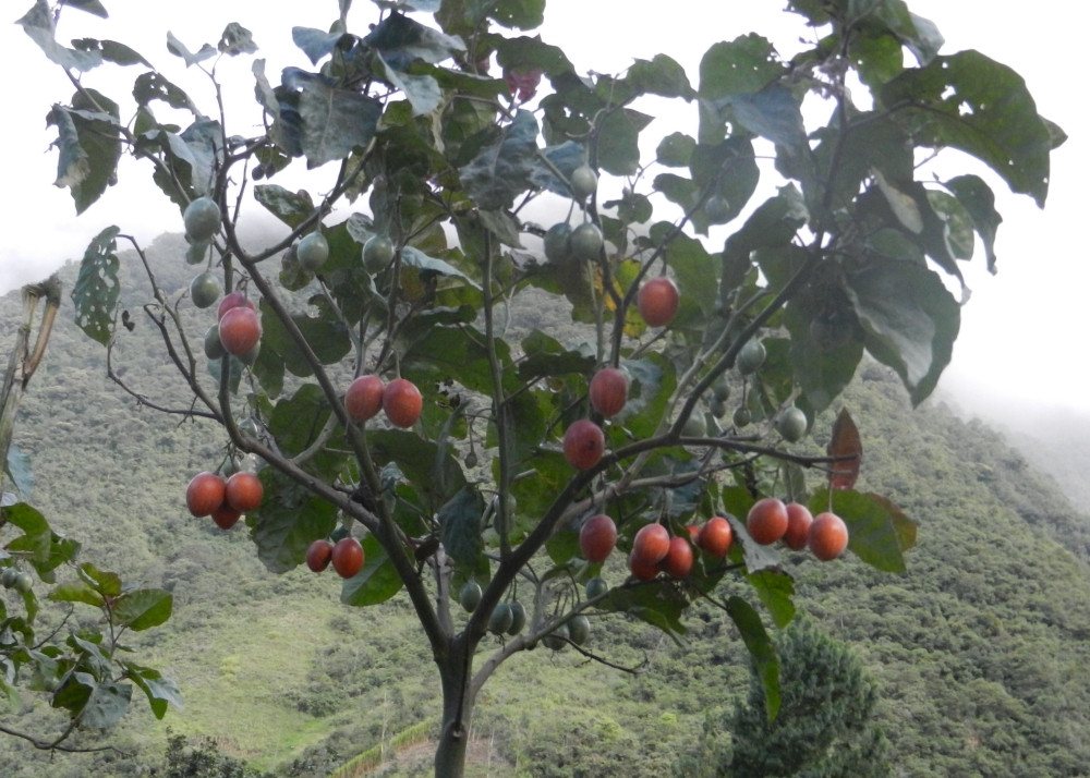 SAFLAX Blumensamen SAFLAX - Samen und Substrat - Tropischer Tomatenbaum / Tamarillo