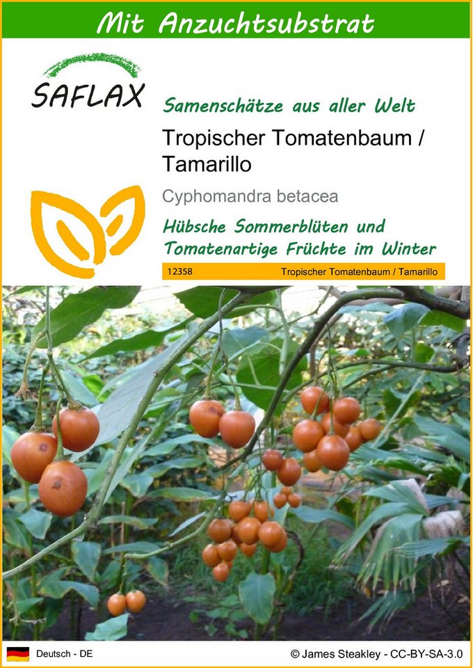 SAFLAX Blumensamen SAFLAX - Samen und Substrat - Tropischer Tomatenbaum / Tamarillo Bild 2