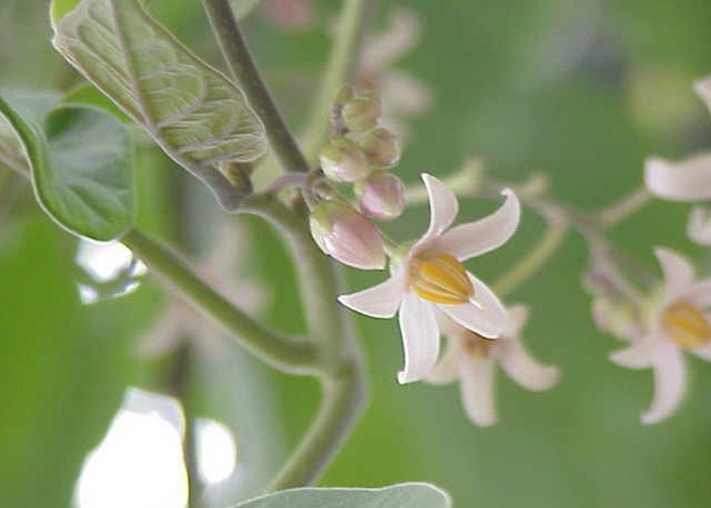 SAFLAX Blumensamen SAFLAX - Samen und Substrat - Tropischer Tomatenbaum / Tamarillo Bild 3