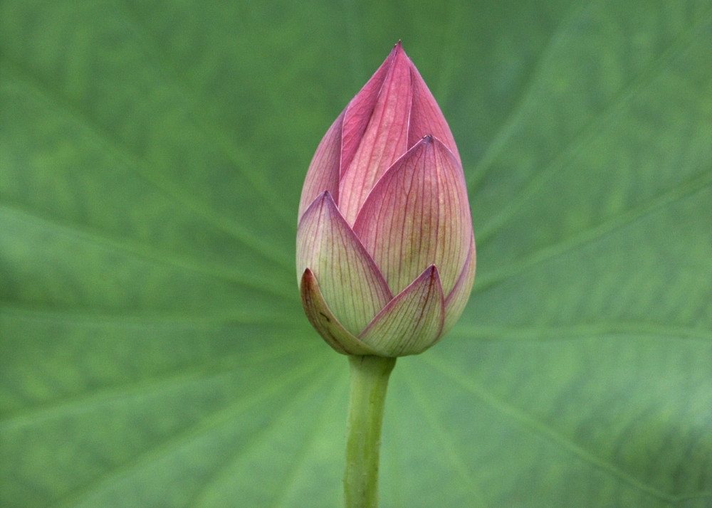 SAFLAX Blumensamen SAFLAX - Samen und Substrat - Indische Lotusblume Bild 2