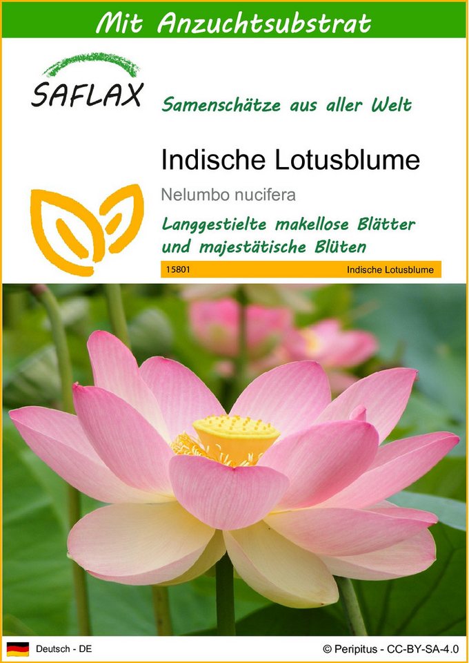 SAFLAX Blumensamen SAFLAX - Samen und Substrat - Indische Lotusblume Bild 5