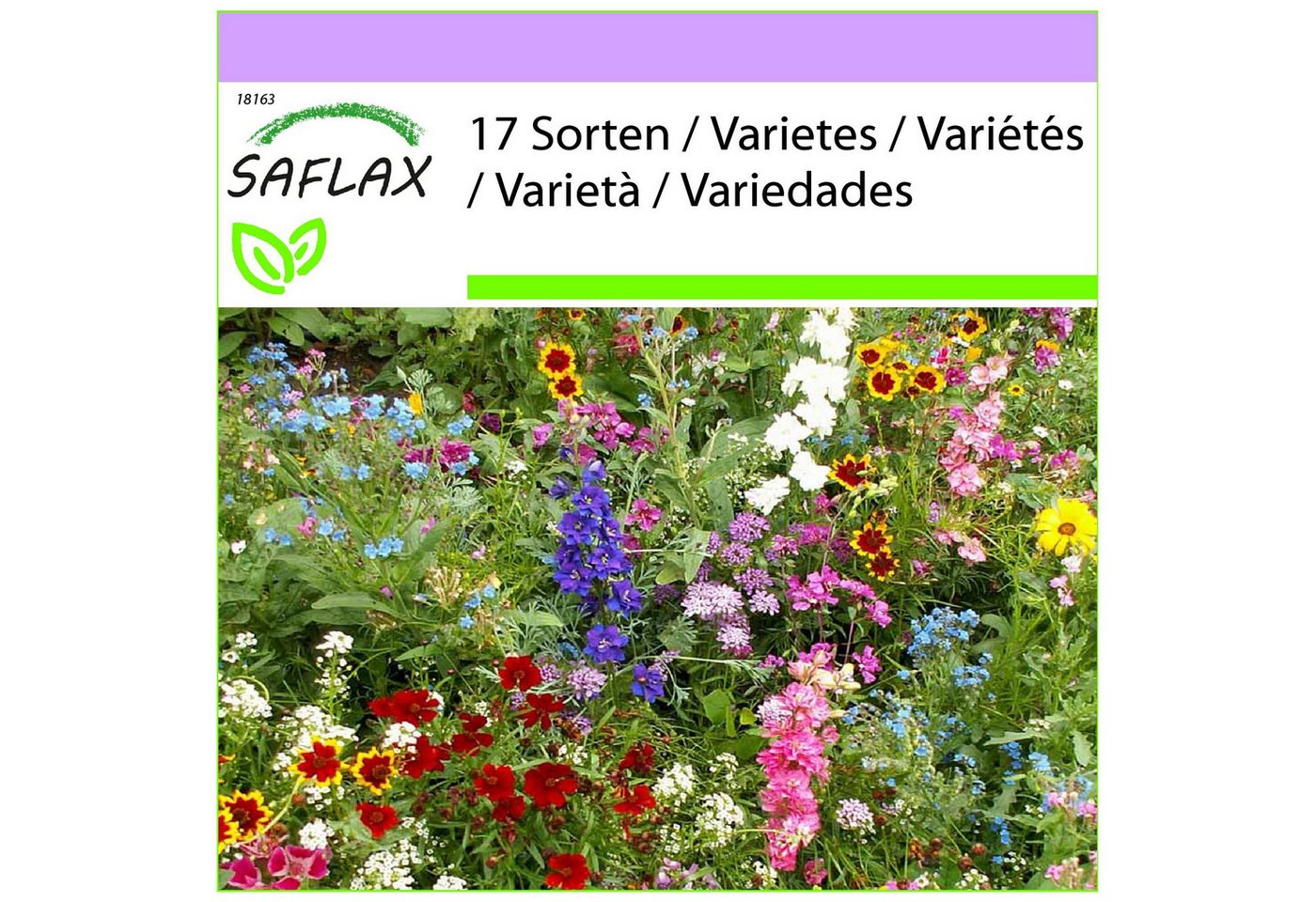 SAFLAX Blumensamen SAFLAX - Samen - Sonnenanbeter Bild 2