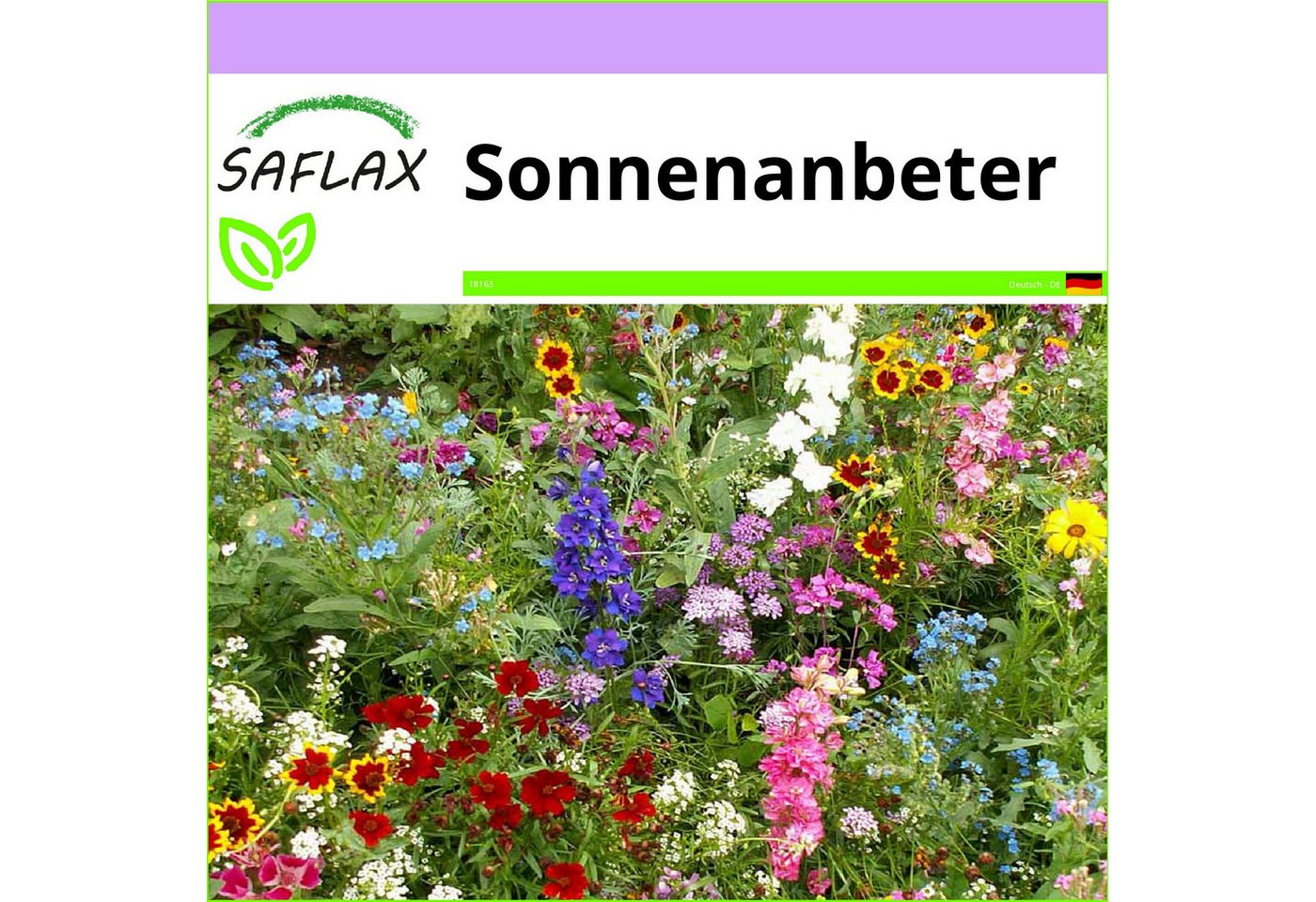 SAFLAX Blumensamen SAFLAX - Samen - Sonnenanbeter Bild 3