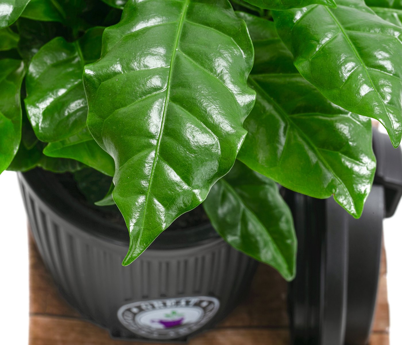 Dehner Zimmerpflanze Kaffeepflanze, Coffea arabica, 30 cm inkl. Übertopf, Ø Topf 9 cm, null
