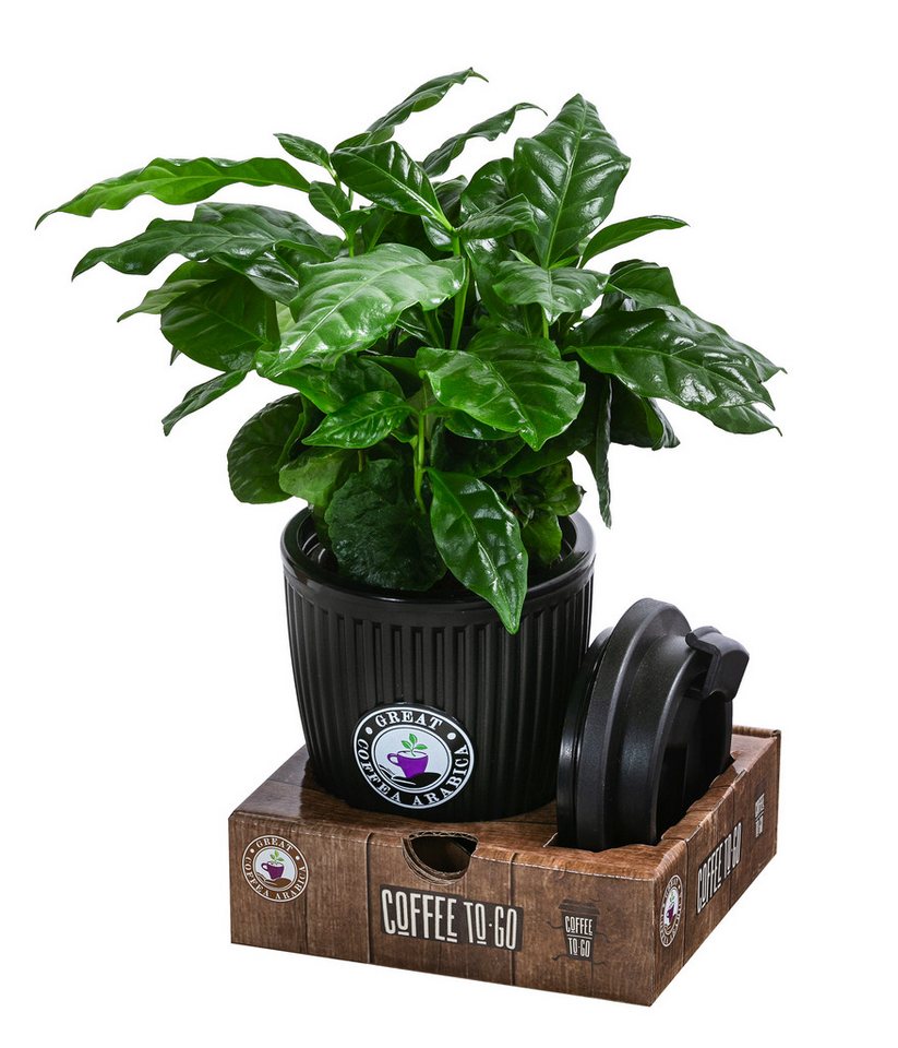 Dehner Zimmerpflanze Kaffeepflanze, Coffea arabica, 30 cm inkl. Übertopf, Ø Topf 9 cm, null Bild 2