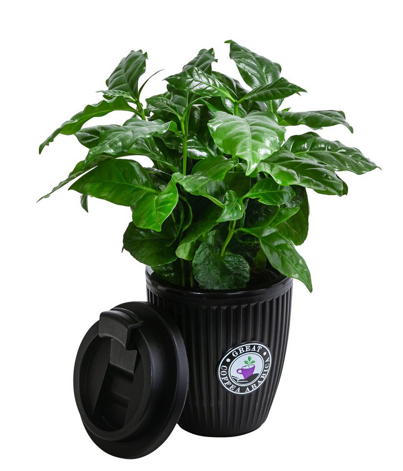 Dehner Zimmerpflanze Kaffeepflanze, Coffea arabica, 30 cm inkl. Übertopf, Ø Topf 9 cm, null Bild 3
